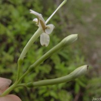Pavetta indica L.